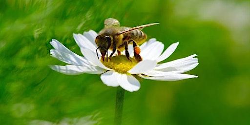 Honey bee basics V:  Reading your frames and stressors