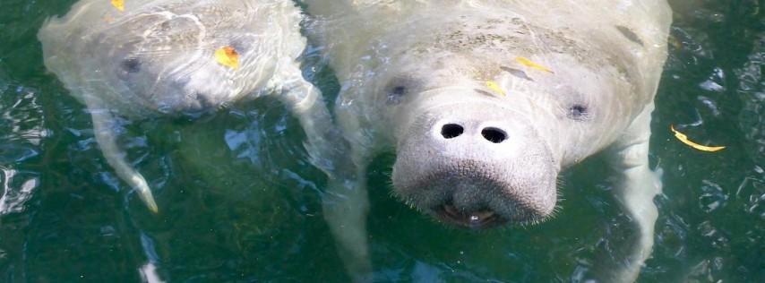 Paddle With The Manatees And Monkeys March 26th To April 1st