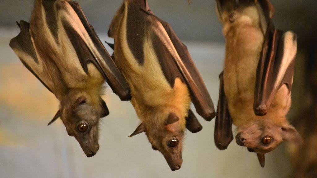 Celebrate Bats