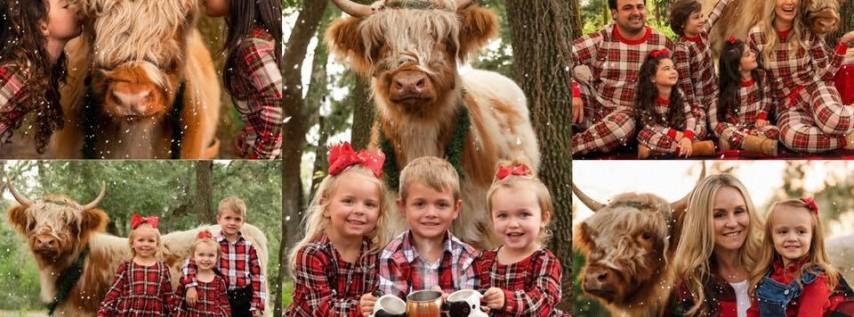 Fluffy Christmas Cow Photoshoots | Jacksonville, FL